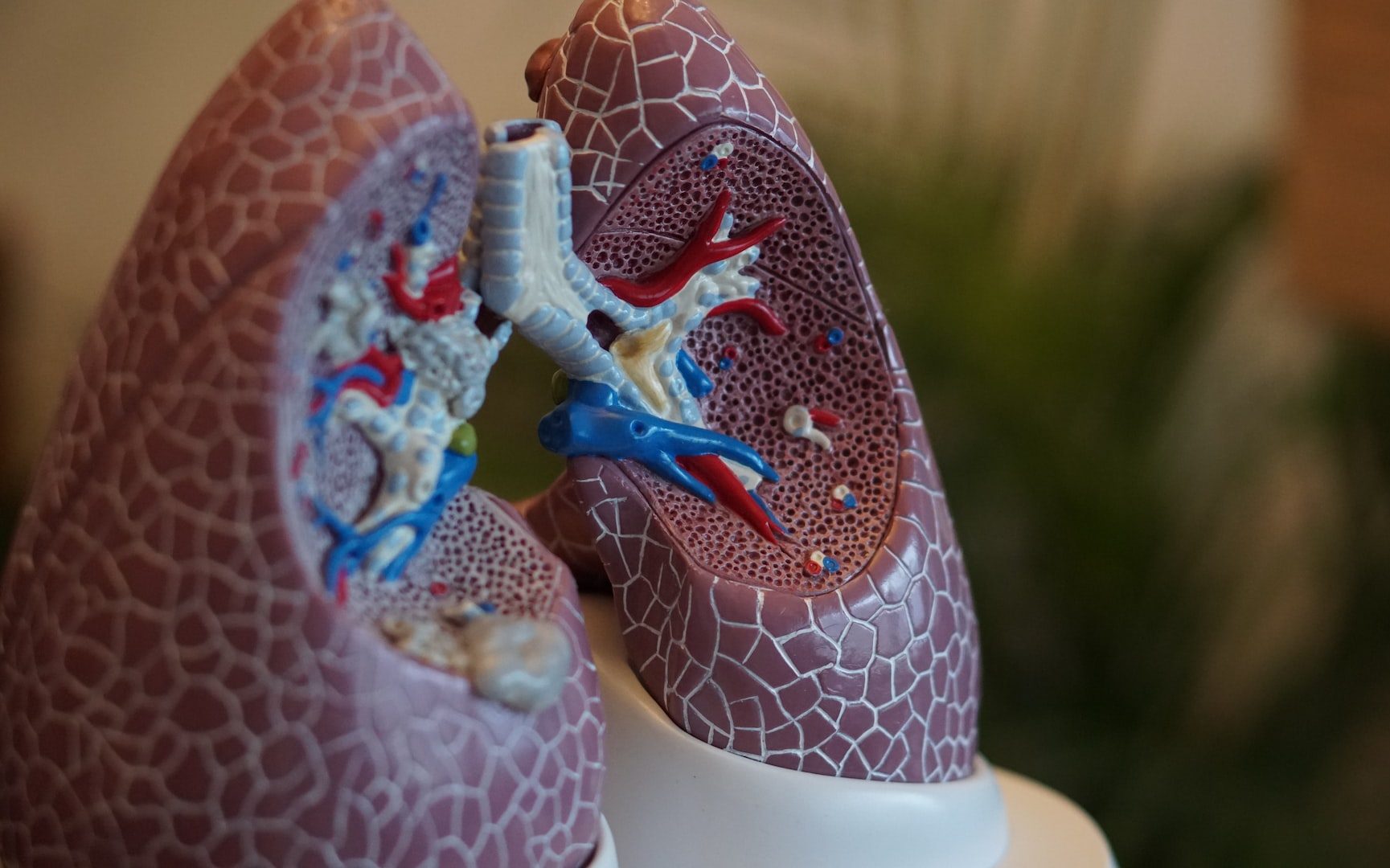 selective focus photography of anatomy lungs